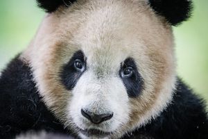 Giant Panda